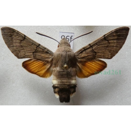 Macroglossum stellatarum (Linnaeus, 1758) Fruczak gołąbek Czech96f